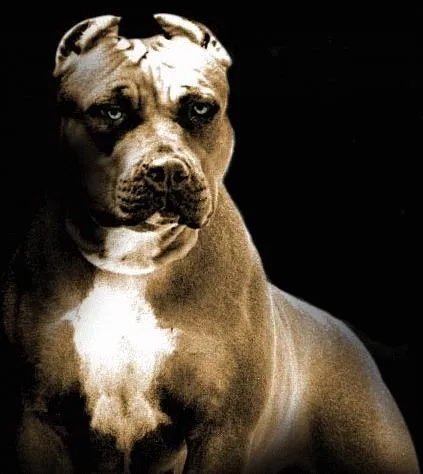 ... erroneamente para agrupar a diferentes razas de perros o cruces como ... erroneamente para agrupar a diferentes razas de perros o cruces como
