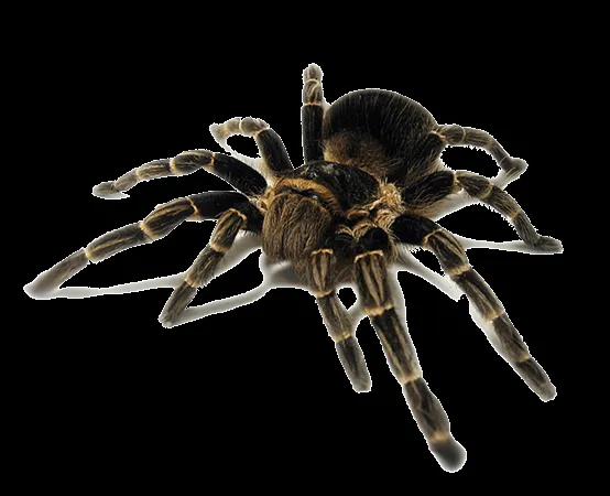 Escalofriorgasmicosmicuántico: Soñando con arañas y tarántulas ...