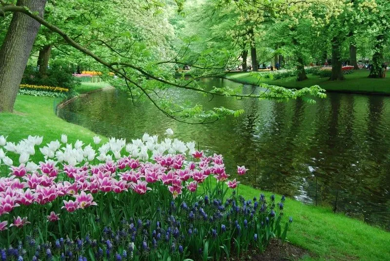 Escapada primaveral a Holanda - Blog de Viajes - eDreams