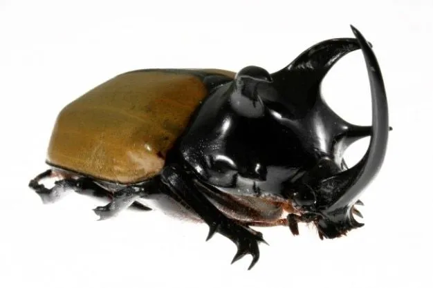cinco escarabajo de cuernos de rinoceronte | Descargar Fotos gratis