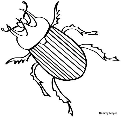 escarabajo | Wchaverri's Blog