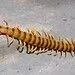 ESCOLOPENDRA - CIEN PIES | Flickr - Photo Sharing! ESCOLOPENDRA - CIEN PIES | Flickr - Photo Sharing!