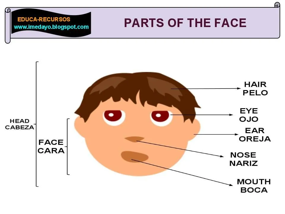 Como se escriben las partes de la cara en inglés - Imagui