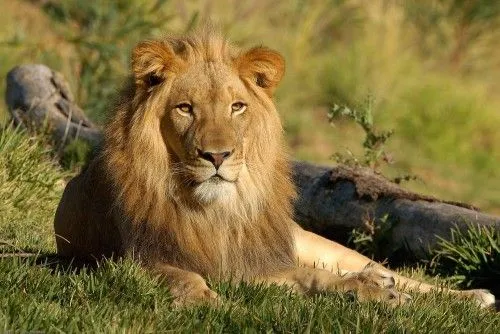 Escucha el sonido de un león rugiendo - MP3 - Sonidos de animales