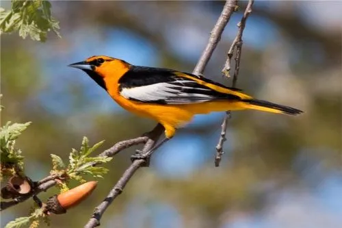 Escucha el sonido de un pájaro oriol - MP3 - Sonidos de animales Escucha el sonido de un pájaro oriol - MP3 - Sonidos de animales