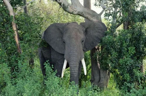 Escucha sonidos de animales en la selva - Sonidos de animales Escucha sonidos de animales en la selva - Sonidos de animales