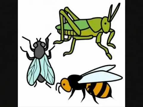 Escuchar Cuentos Infantiles Insectos Para Ninos - Descargar MP3 Gratis