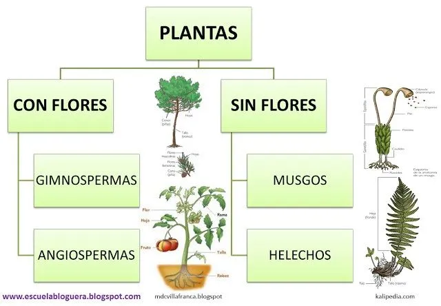 Escuela bloguera: Clasificación de las plantas