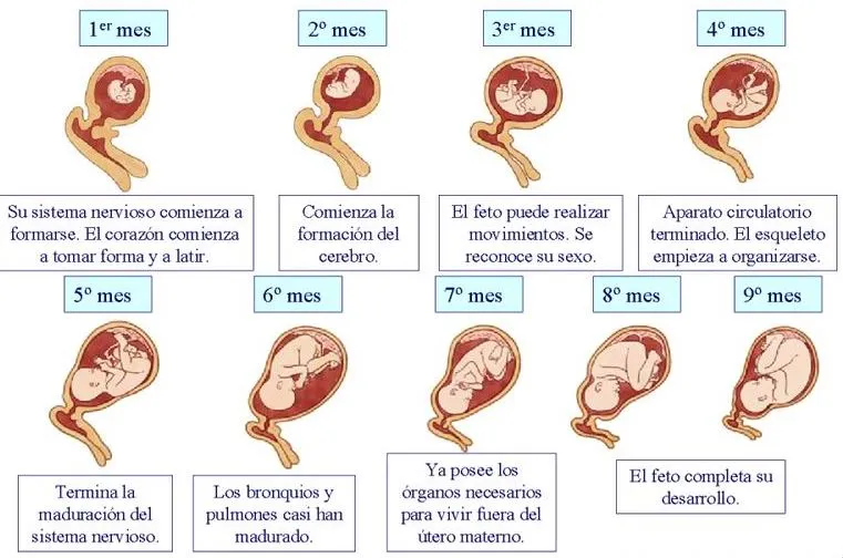 Imágenes etapas del embarazo para colorear - Imagui