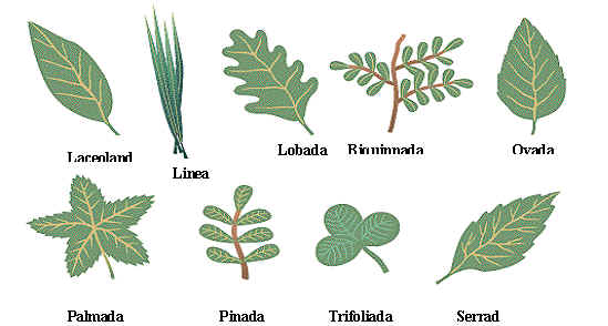 Escuela Especial Abierta: tipos de raices ,tallos y hojas