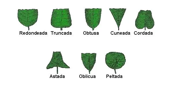 Clasificacion de las hojas segun su forma - Imagui Clasificacion de las hojas segun su forma - Imagui
