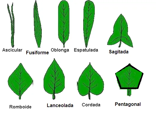 Clasificacion de las hojas segun su forma - Imagui Clasificacion de las hojas segun su forma - Imagui