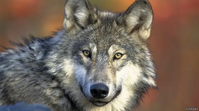 Por qué en España quieren matar a casi 200 lobos? - BBC Mundo