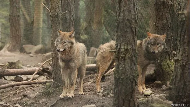 Por qué en España quieren matar a casi 200 lobos? - BBC Mundo