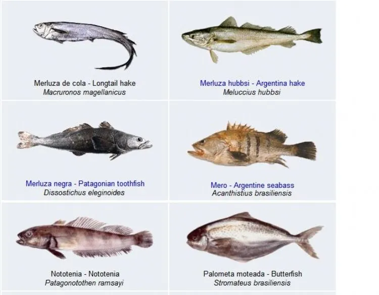 Especies de peces de mar - Imagui