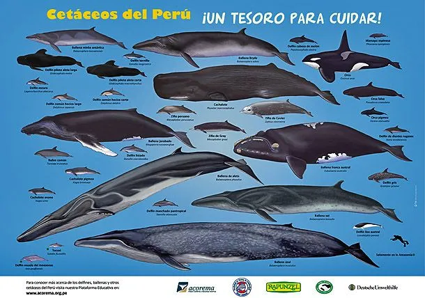 Especies marinas del mar peruano - Imagui