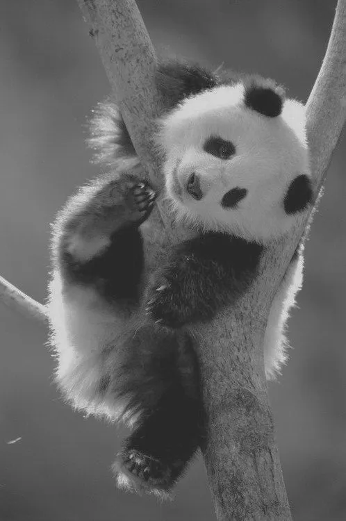 Especies en peligro de extinción: Oso Panda