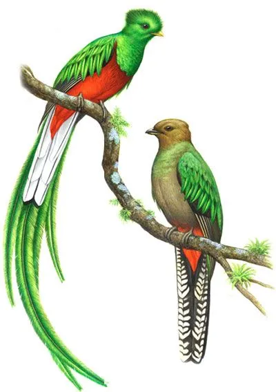 Especies en peligro de extinción: Quetzal