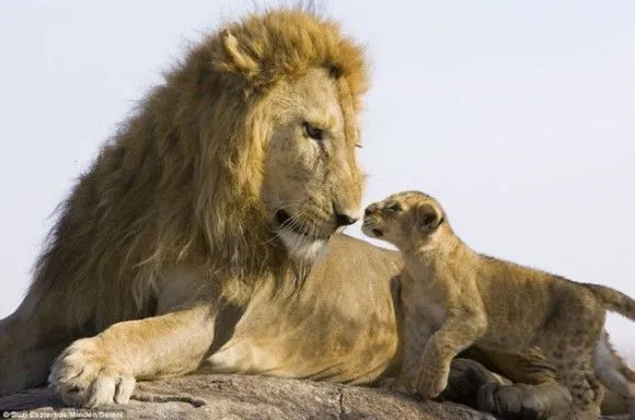Espectaculares imágenes: Hasta el león se enternece cuando ve a su ...