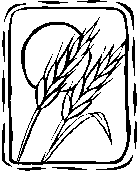 Dibujos de espigas de trigo para colorear - Imagui