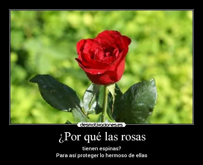 Espinas de rosas - Imagui