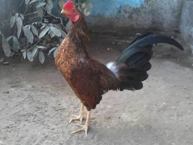 Fotos d gallos d pelea - Imagui