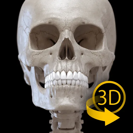 Esqueleto | Anatomía 3D - Apps en Google Play