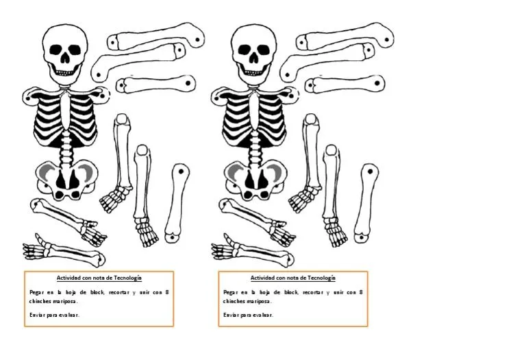 Esqueleto Armable | PDF