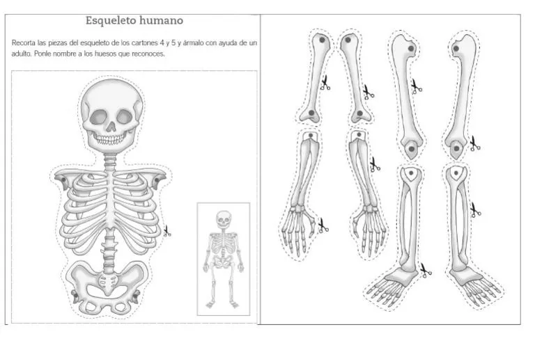 Esqueleto para Armar | PDF