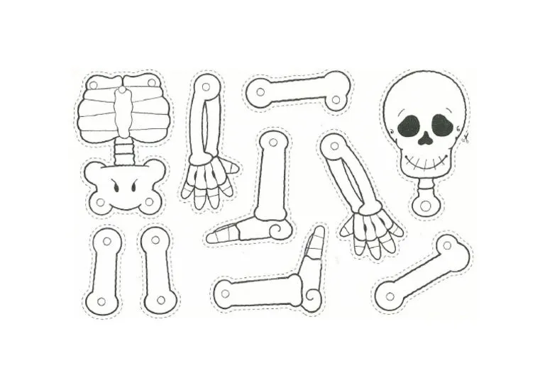 Esqueleto para Armar | PDF