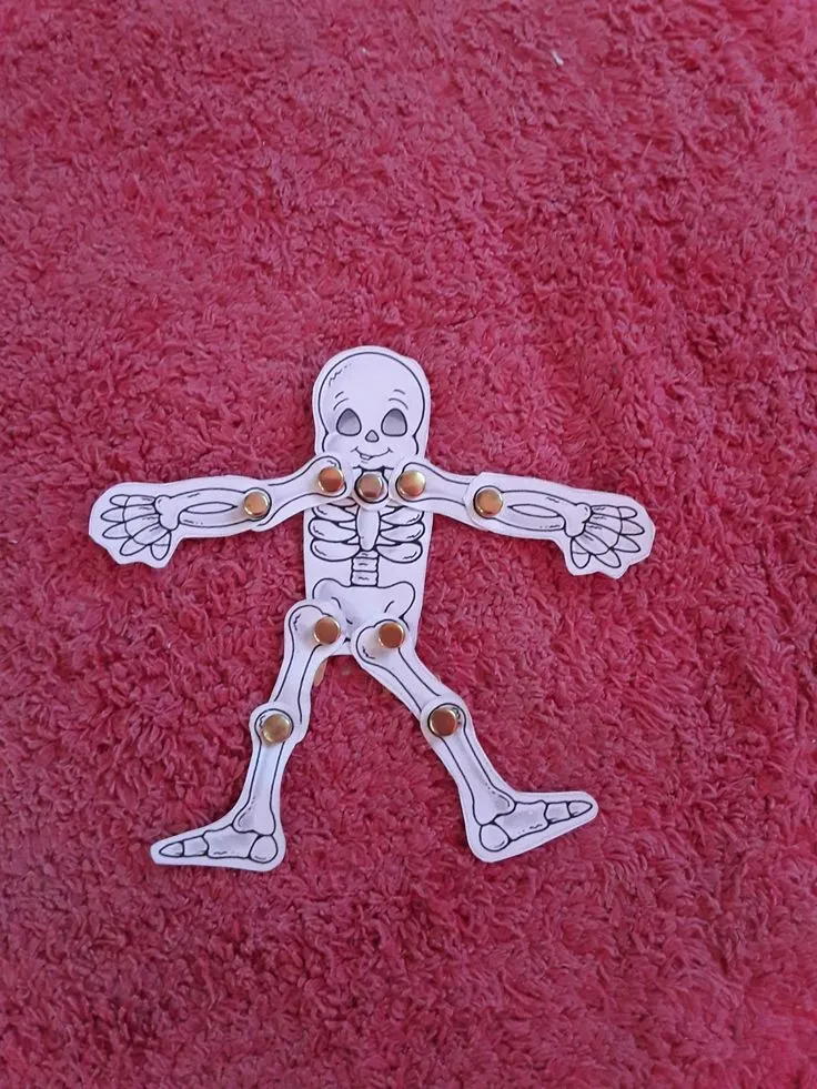 Esqueleto articulado | Esqueleto, Practicas del lenguaje, Sistema oseo