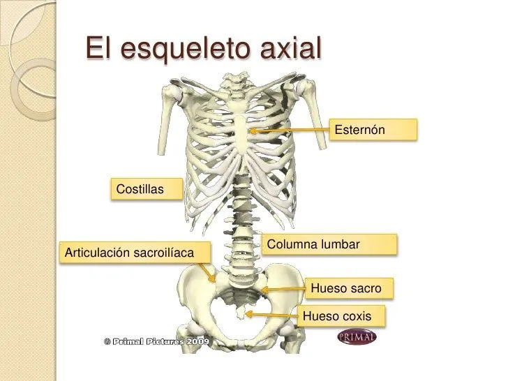 esqueleto-axial-4-728.jpg?cb= ...