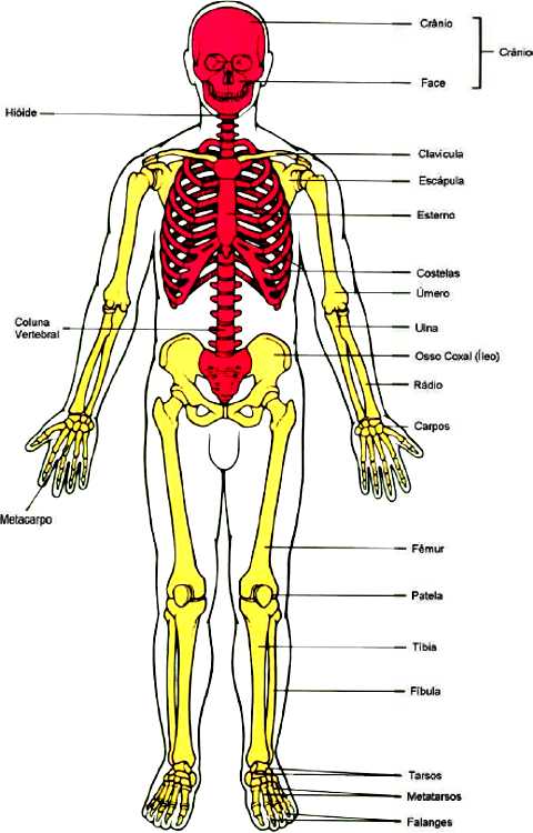 Esqueleto axial y apendicular - Imagui