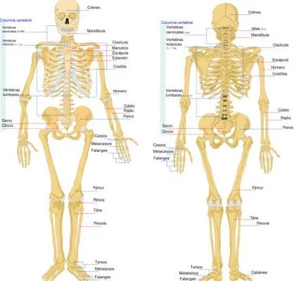 Musculos, huesos y articulaciones | LESIONES DEPORTIVAS