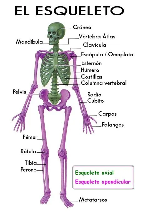 Esqueleto axial humano para colorear - Imagui