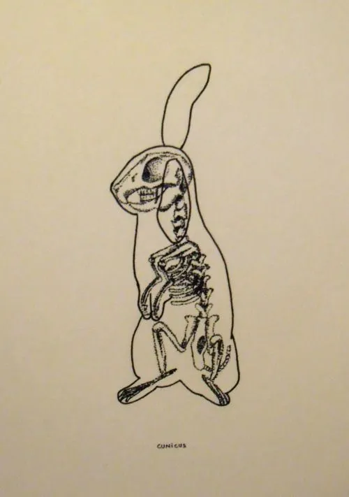 esqueleto-conejo | Tumblr