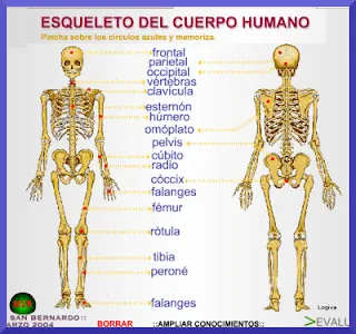 Esqueleto del Cuerpo Humano para niños