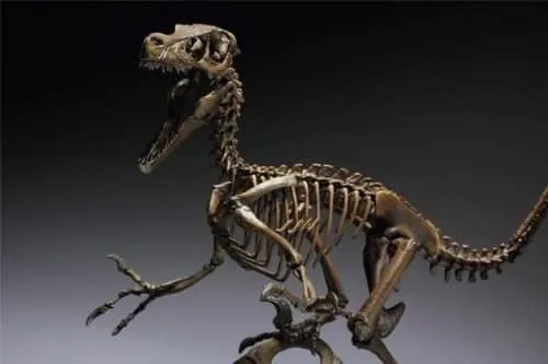 Esqueleto de dinosaurios | Dinosaurios