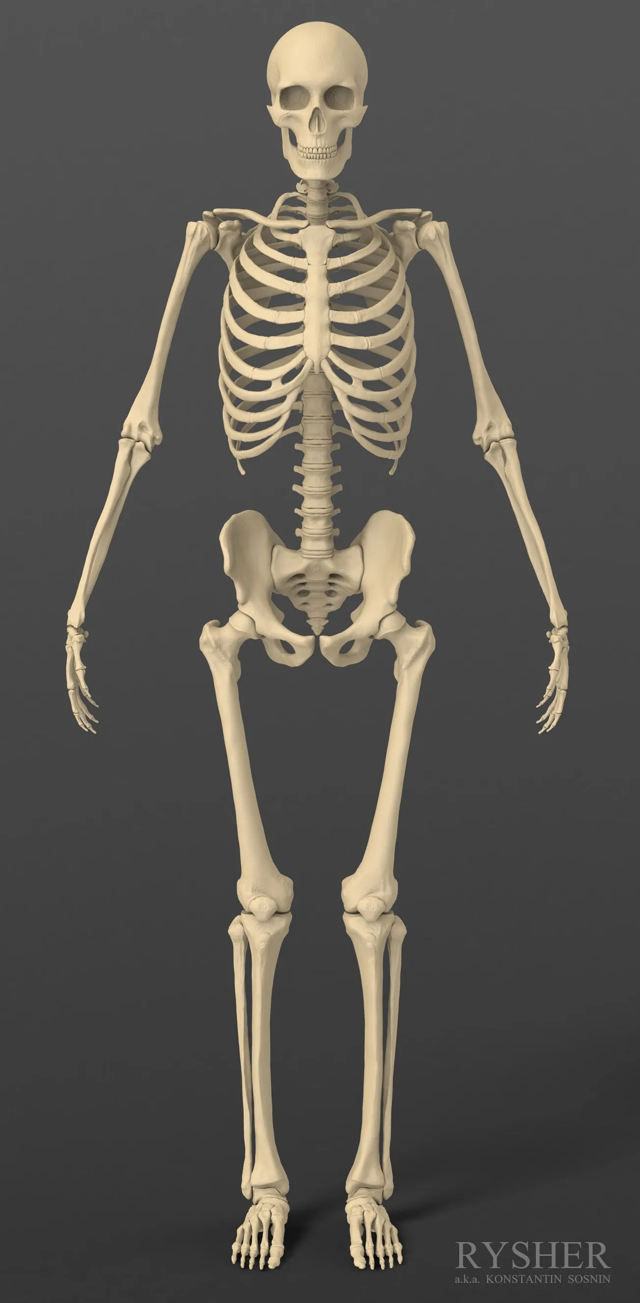 Esqueleto Gratis 3D Modelos descargar - Free3D