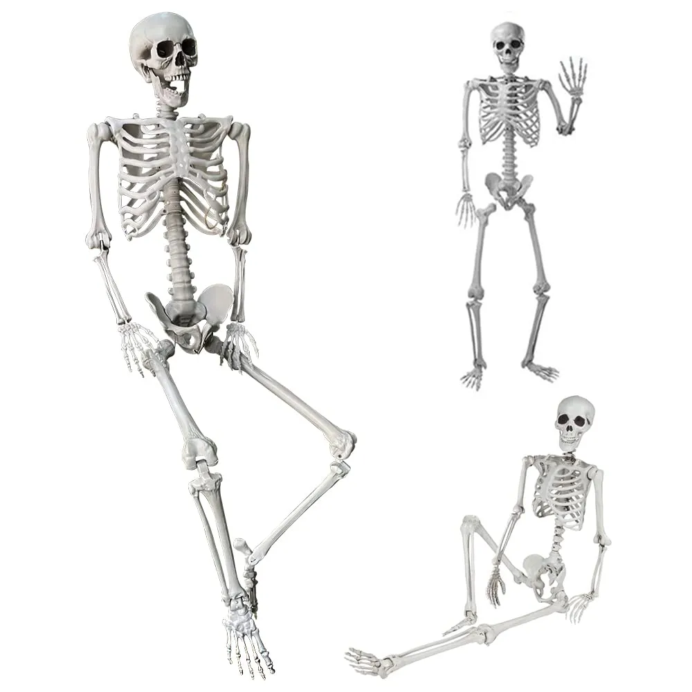 Esqueleto de Halloween de 5.4 pies / 165 cm de cuerpo completo con  articulaciones móviles para decoración de Halloween en interiores y  exteriores (5.4 pies) : Amazon.com.mx: Hogar y Cocina