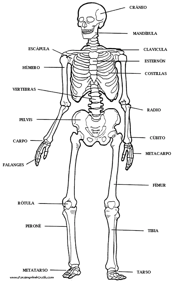 Esqueleto Humano para imprimir y colorear. Menciona los nombres de ...