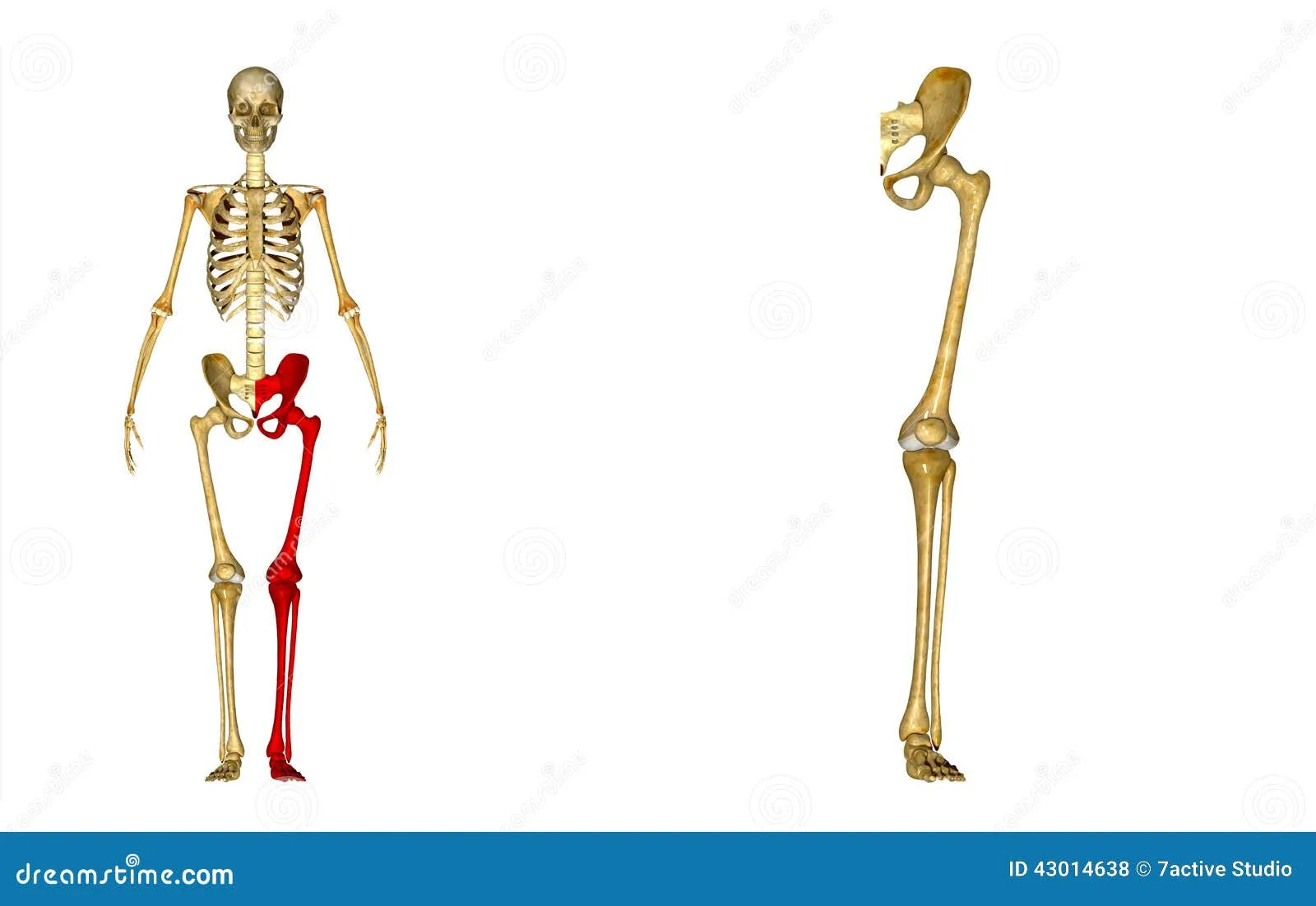 Esqueleto: Huesos Izquierdos De La Pierna: Huesos De La Cadera ...