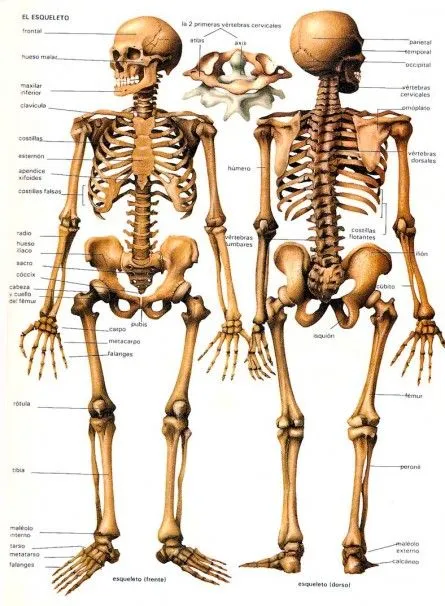 Esqueleto humano por partes separadas - Imagui