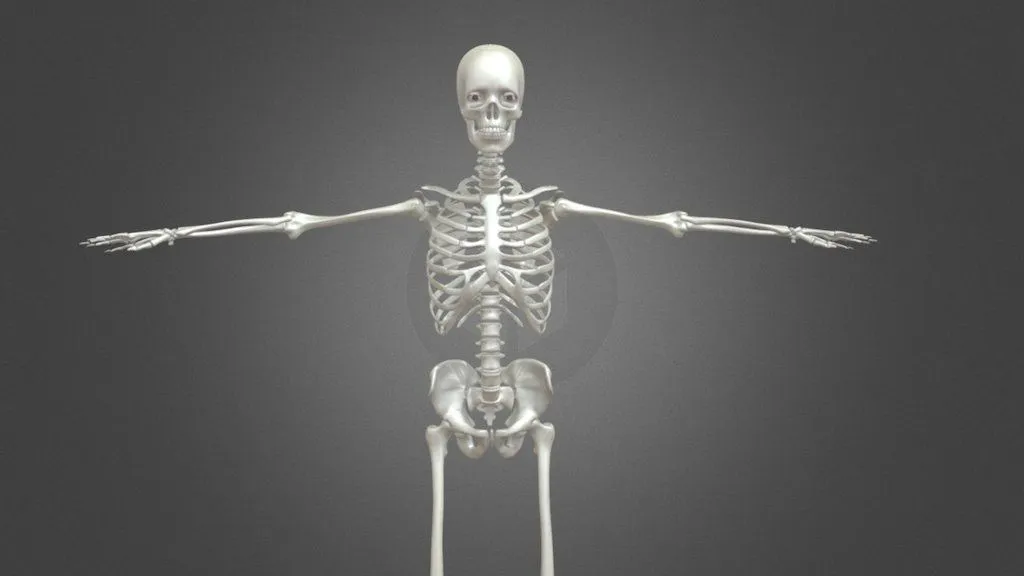 Esqueleto Humano 360° - 3D model by Diseñador digital (@bucanero) [1fc551a]