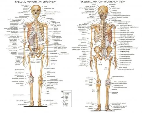 Esqueleto humano | Ciencia y Salud | Pinterest