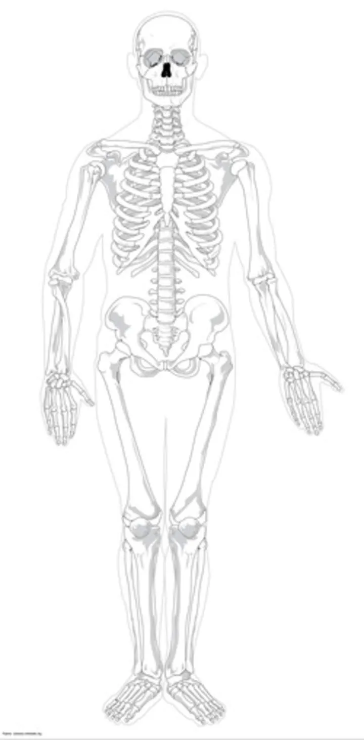 Esqueleto humano para colorear - Curriculum Nacional. MINEDUC. Chile.