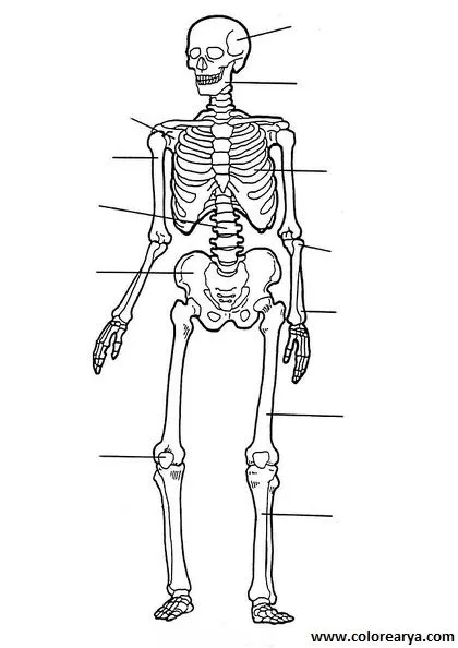 Como dibujar un esqueleto humano facil - Imagui
