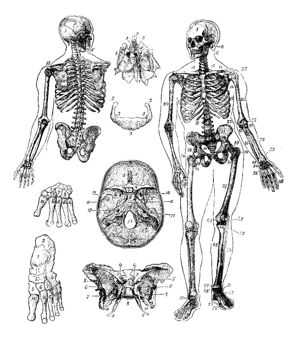 Esqueleto humano grabado vintage - Vintage - Colorear para Adultos