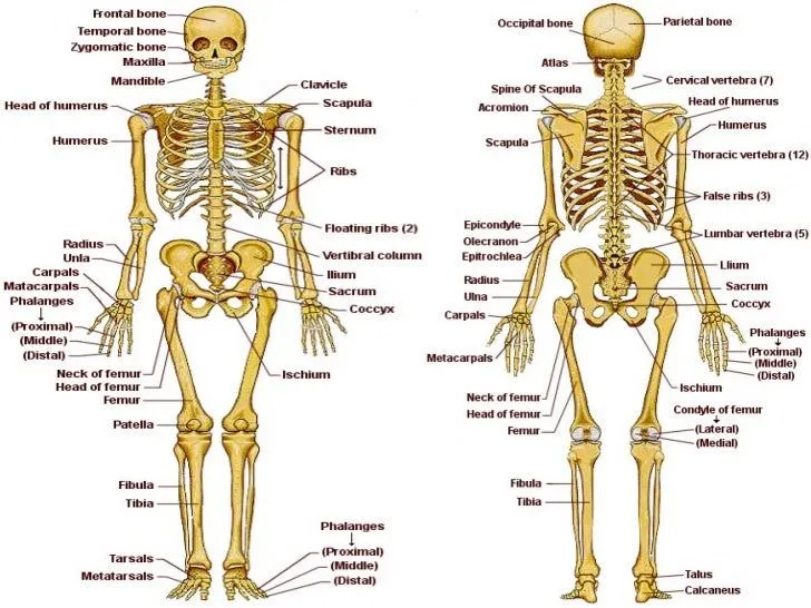 El esqueleto humano grande con sus partes - Imagui