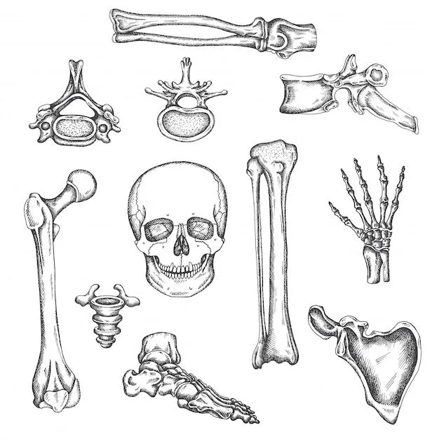 Esqueleto humano, huesos y articulaciones. ilustración de dibujo vectorial  aislado conjunto de huesos de anatomía. imágenes médicas ortopédicas.  dibujo de rodilla, cráneo y columna vertebral | Vector Premium